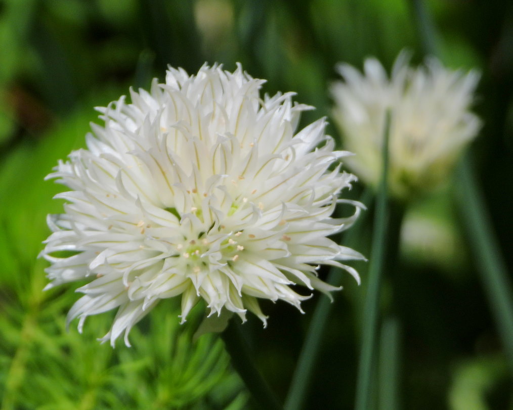 軽井沢レイクガーデンで　撮れ過ぎくらいの花や虫_c0305565_17281278.jpg