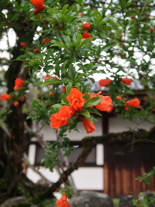 陶板のトレイ_b0113868_17194443.jpg