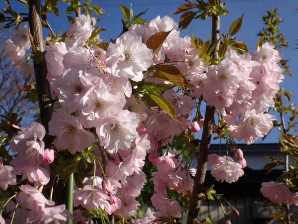 小さな八重桜、キレンゲツツジなど五月の花木を幾つか♪_a0136293_17112280.jpg