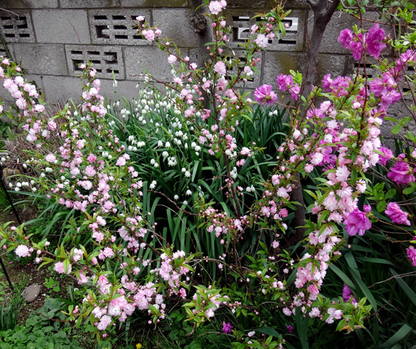 小さな八重桜、キレンゲツツジなど五月の花木を幾つか♪_a0136293_17135495.jpg