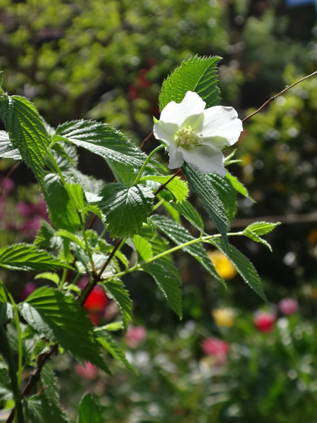 小さな八重桜、キレンゲツツジなど五月の花木を幾つか♪_a0136293_17193357.jpg