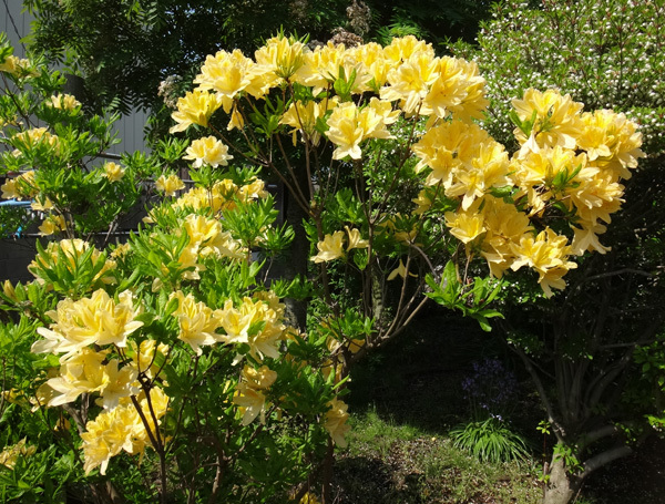 小さな八重桜、キレンゲツツジなど五月の花木を幾つか♪_a0136293_17213652.jpg