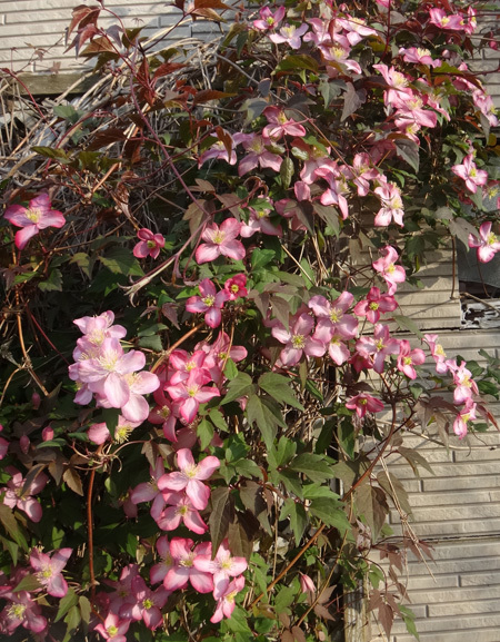 小さな八重桜、キレンゲツツジなど五月の花木を幾つか♪_a0136293_17224404.jpg