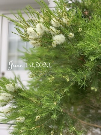 Tea tree_b0175400_08472141.jpg