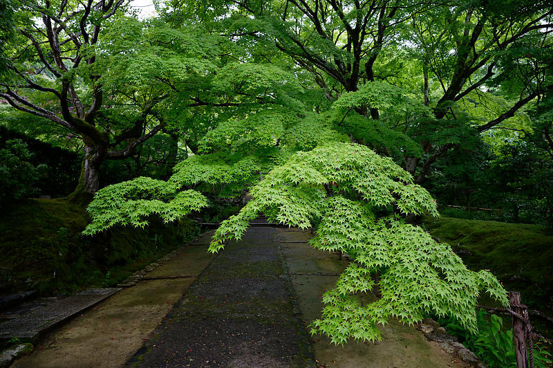 真緑巡り 常寂光寺 デジタルな鍛冶屋の写真歩記