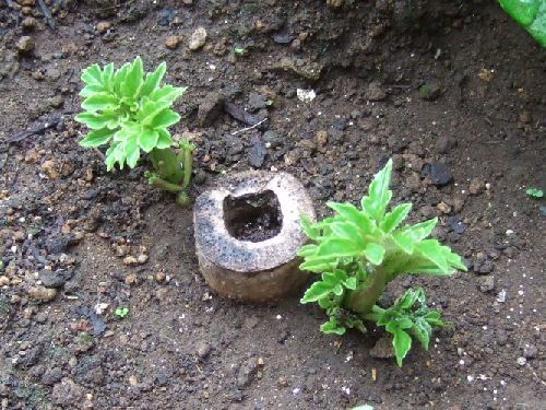 年 6月1日 月 皇帝ダリアの芽が出た パソコン De あれこれ