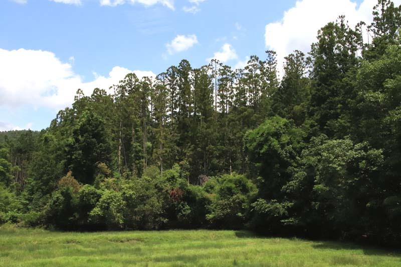 菜園から坂原峠への道_e0048413_23133197.jpg