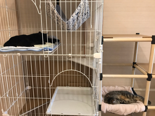 猫棚 キャットタワーをdiy Alohas Diary
