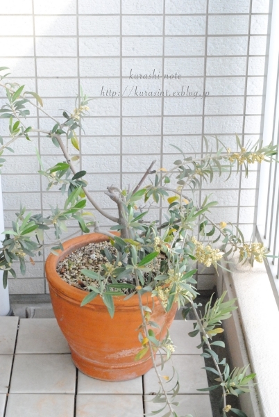 すくすく成長中 * 我が家の植物たちいろいろ_b0351624_23565260.jpg