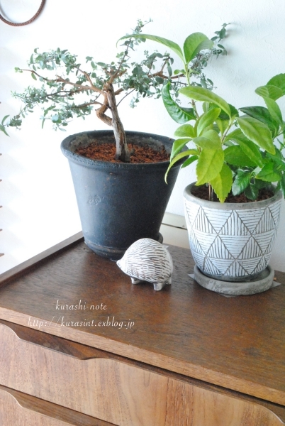 すくすく成長中 * 我が家の植物たちいろいろ_b0351624_23570747.jpg