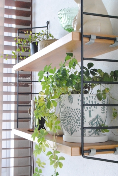 すくすく成長中 * 我が家の植物たちいろいろ_b0351624_23571287.jpg