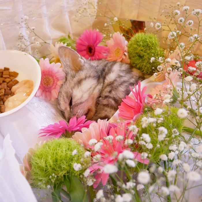 猫バカる日々
