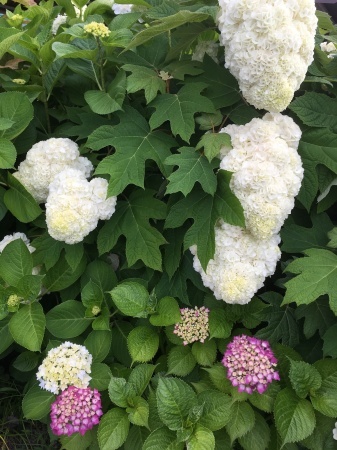 ソフトクリームのような紫陽花 Bloom Works