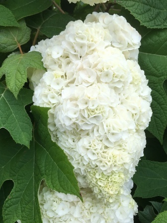 ソフトクリームのような紫陽花 Bloom Works