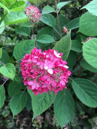 ソフトクリームのような紫陽花 Bloom Works