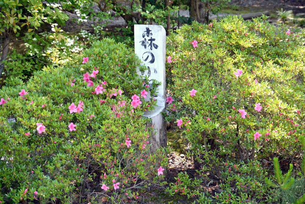 5月末に咲くサツキの花 正門周辺_e0373930_20003900.jpg