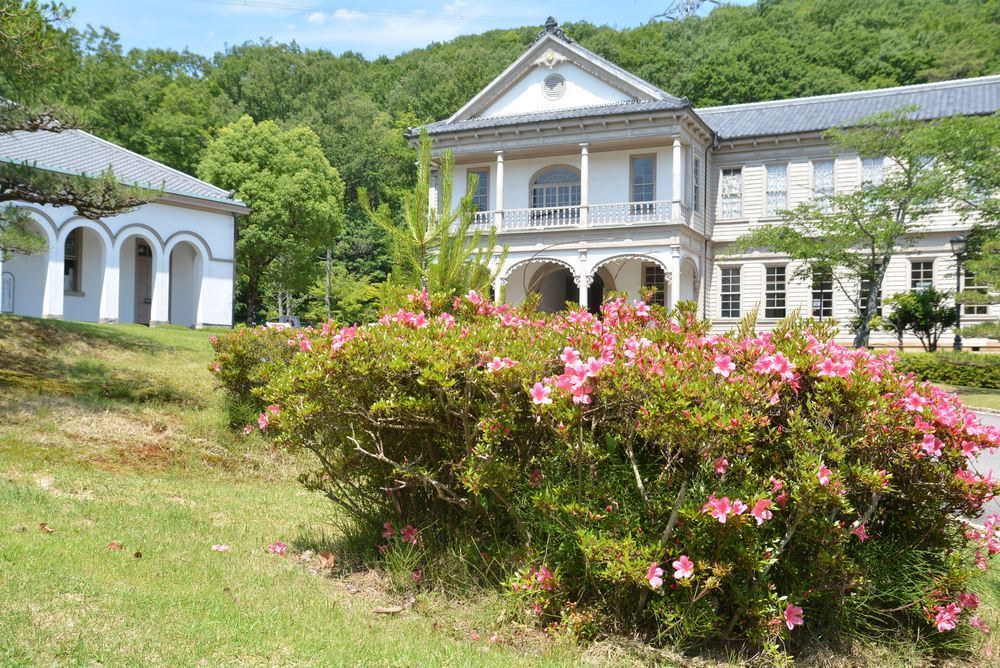 5月末に咲くサツキの花 正門周辺_e0373930_20003940.jpg