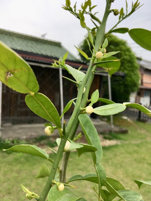 3月に植えた柚子にも花がつきました_e0155231_22202249.jpeg