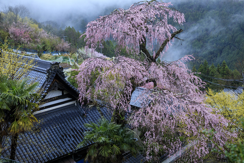 2020桜咲く奈良 雨中の光専寺枝垂れ桜 : 花景色－K.W.C. PhotoBlog