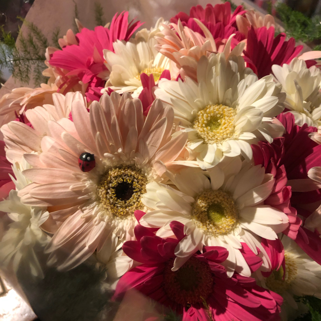 ガーベラってかわいい 目黒区 都立大の 花屋 Moco 花と 植物で楽しい毎日 一人で全力で営業中