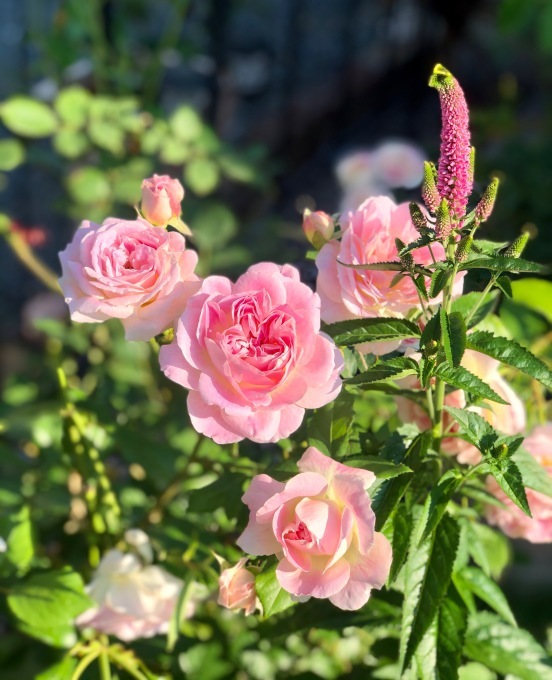 ジョイ本でお迎えした大物は？と色濃く咲くバラ♡ : 薪割りマコのバラの庭