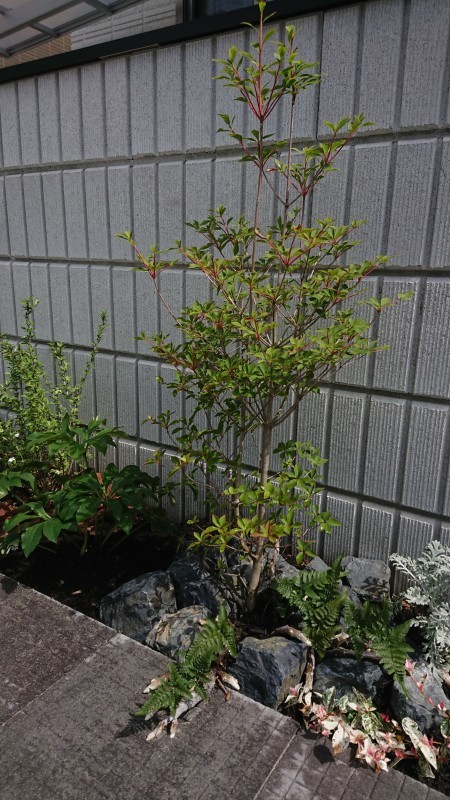 岐阜県の外構工事 アーステックは元気です。。。_e0361655_18093533.jpg