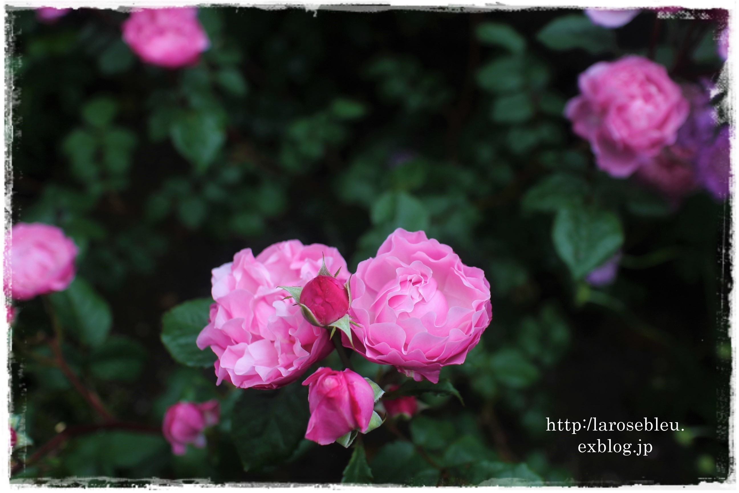 ライラックピンクの サントノーレ La Rose 薔薇の庭