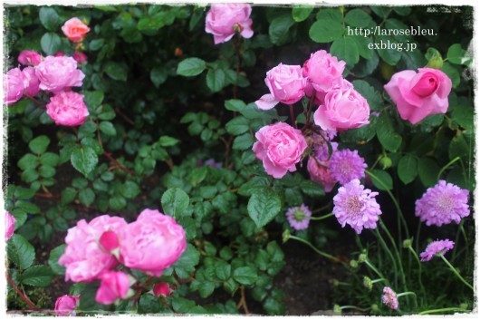 ライラックピンクの サントノーレ La Rose 薔薇の庭