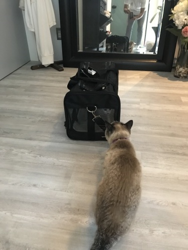 Nervous and angry._c0153966_09134582.jpeg