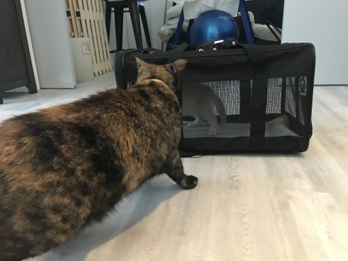 Nervous and angry._c0153966_09144845.jpeg