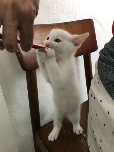 Nervous and angry._c0153966_09431721.jpeg