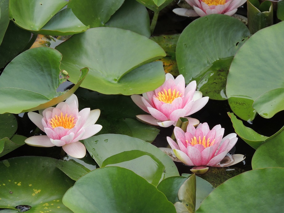 睡蓮が満開 大朝 水のふる里から