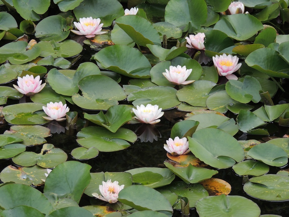 睡蓮が満開 大朝 水のふる里から