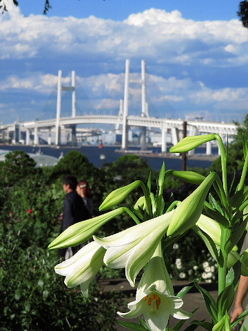 日本に降る雨にオピニオンはあるか。_b0141773_21460664.jpg