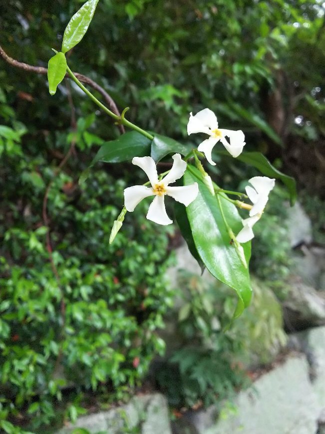 六月の花 クスクス日和 六月の花 クスクス日和