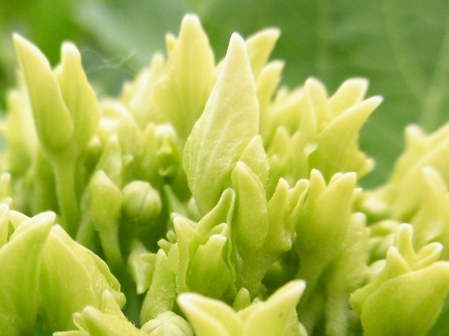 ちょいとビビッちまったのだぬぅ ん ぶぅぶぅ ぽわりん２