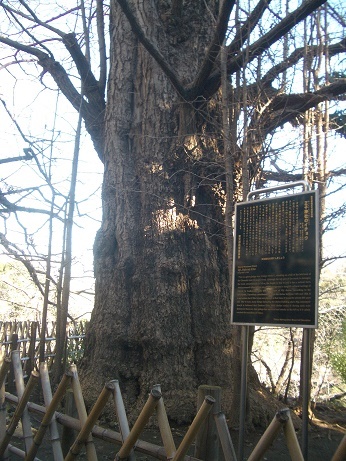 王子神社_d0361999_13282000.jpg