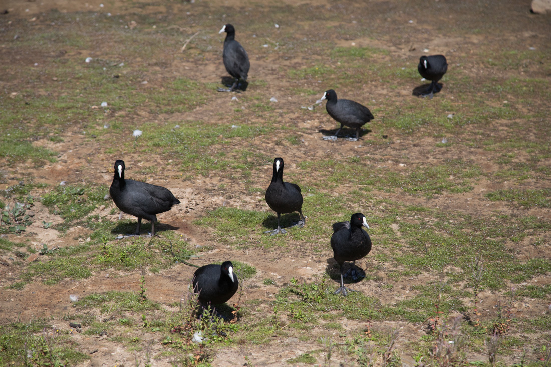 黒鳥の湖 <タスマニア>_c0248100_19482308.jpg