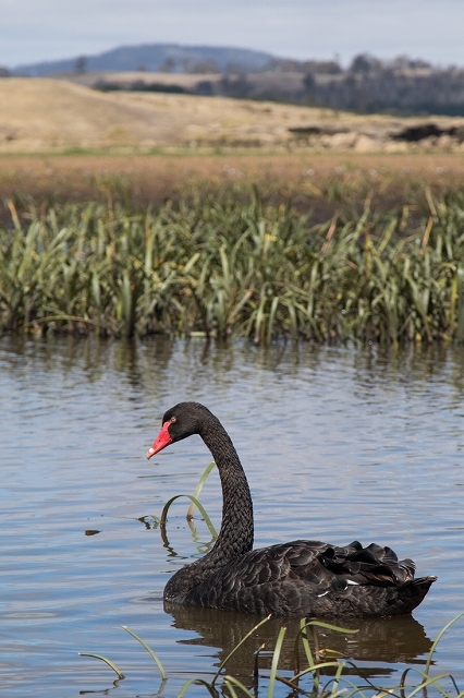 黒鳥の湖 <タスマニア>_c0248100_19482346.jpg