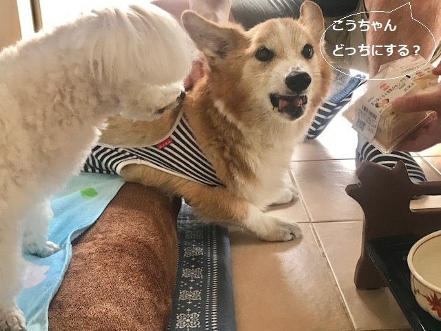 そして幸太くんのお見合いも!!_f0242002_14593298.jpg