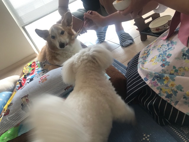 そして幸太くんのお見合いも!!_f0242002_14594852.jpg