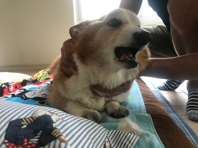 そして幸太くんのお見合いも!!_f0242002_14595586.jpg
