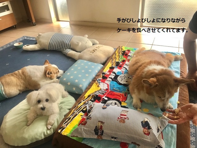 そして幸太くんのお見合いも!!_f0242002_15000869.jpg
