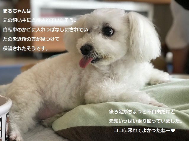 そして幸太くんのお見合いも!!_f0242002_15001382.jpg