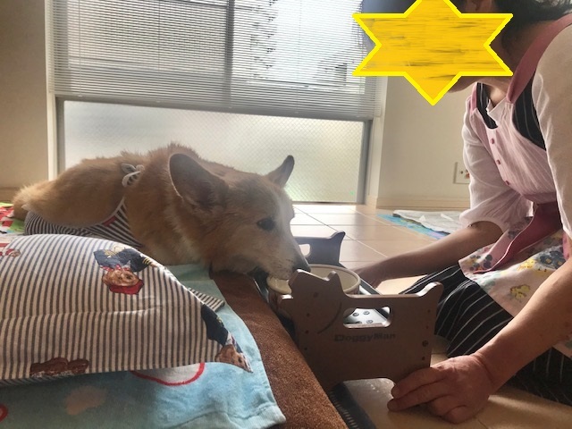 そして幸太くんのお見合いも!!_f0242002_15002070.jpg