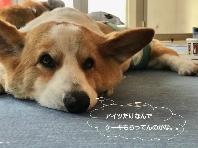 そして幸太くんのお見合いも!!_f0242002_15005001.jpg