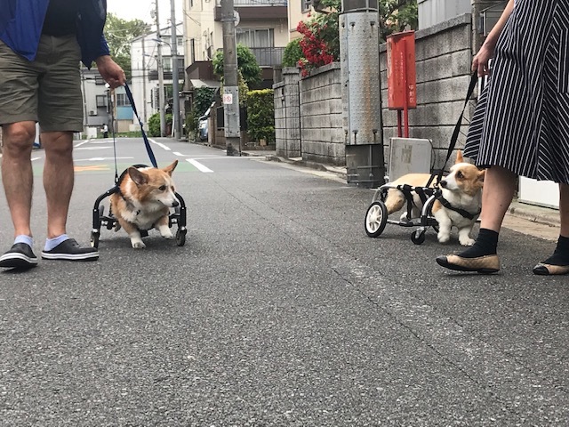 そして幸太くんのお見合いも!!_f0242002_15063230.jpg