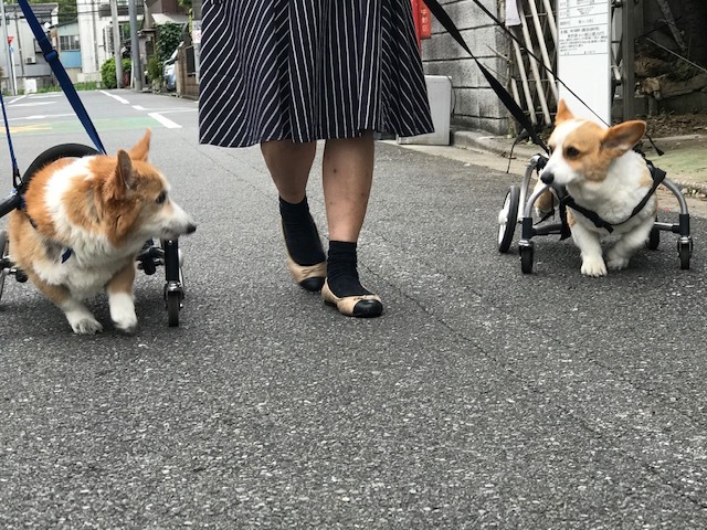 そして幸太くんのお見合いも!!_f0242002_15063968.jpg