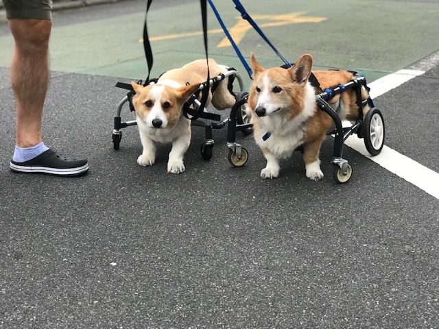 そして幸太くんのお見合いも!!_f0242002_15065768.jpg