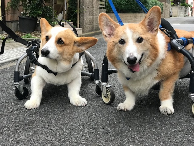 そして幸太くんのお見合いも!!_f0242002_15070557.jpg